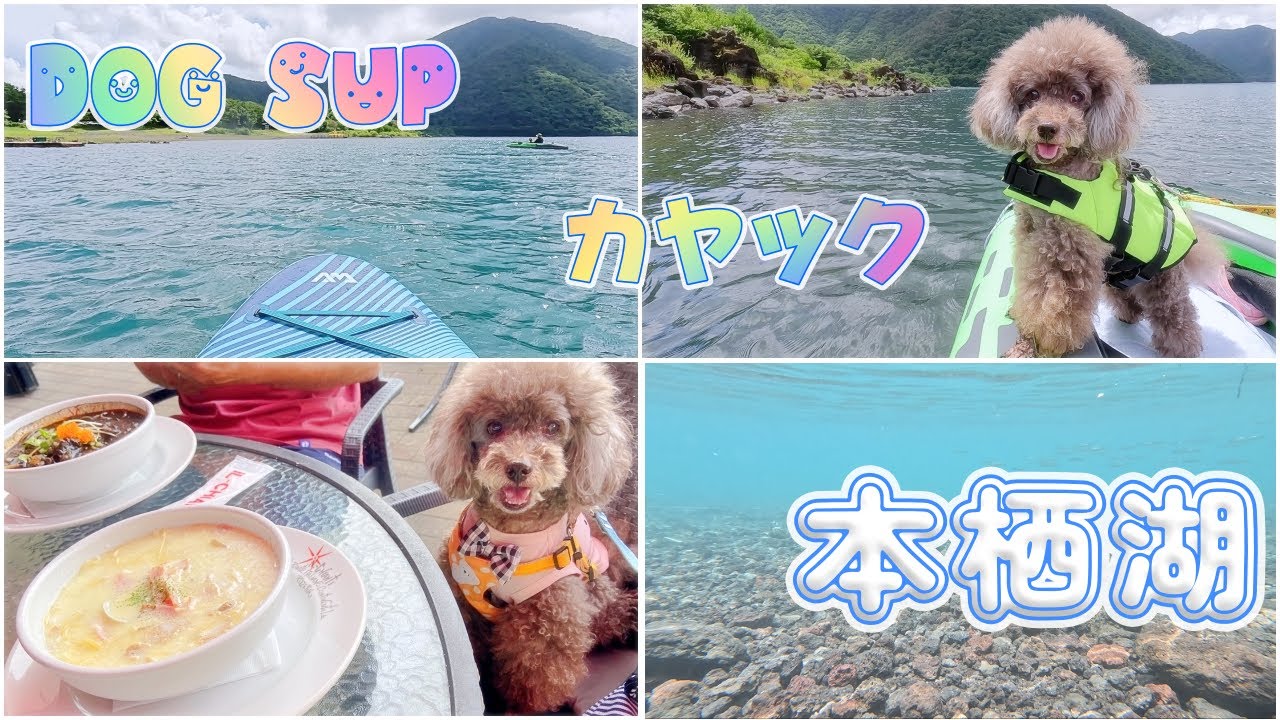 【富士五湖#2】本州一の透明度と言われている本栖湖で愛犬とSUP&カヤックをしたら最高過ぎました◆DOG SUP&kayak