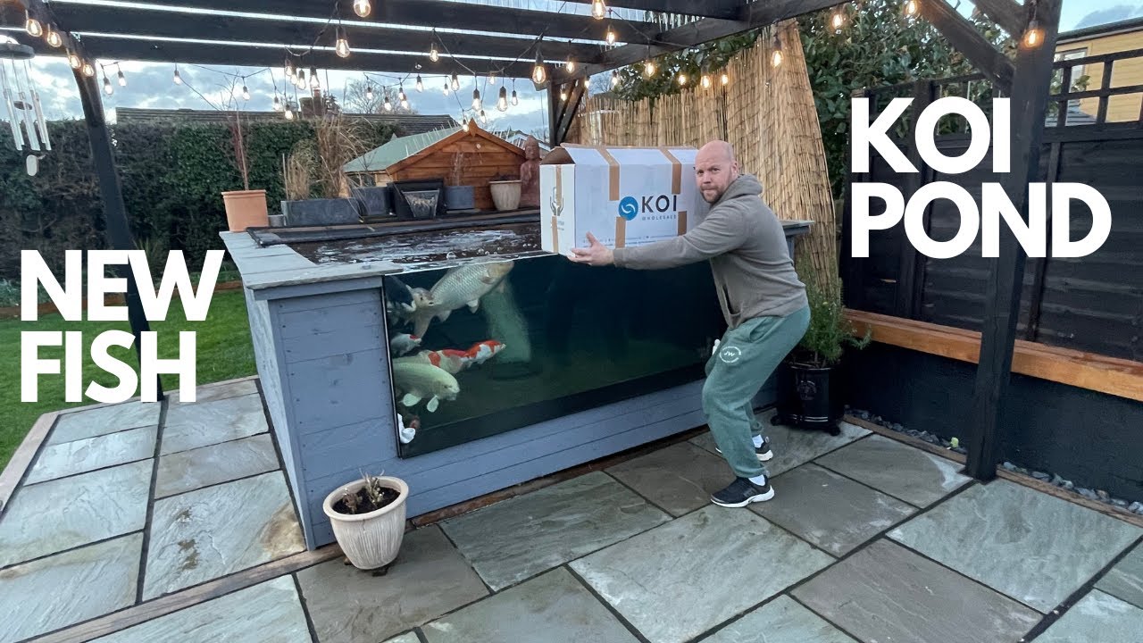 NEW KOI FOR THE 1000 GALLON  KOI POND