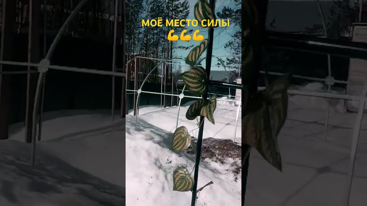 МОЁ МЕСТО СИЛЫ💪💪💪