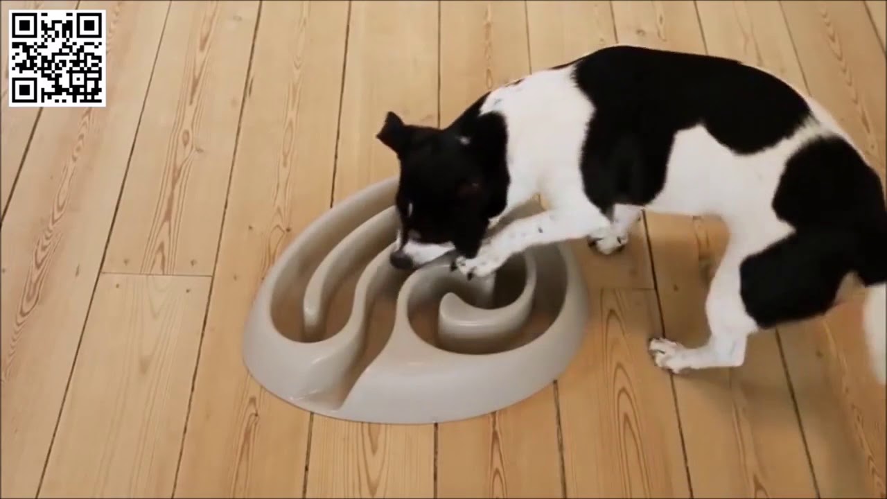 Buster DogMaze - Gamelle pour Chien Glouton - Vetostore