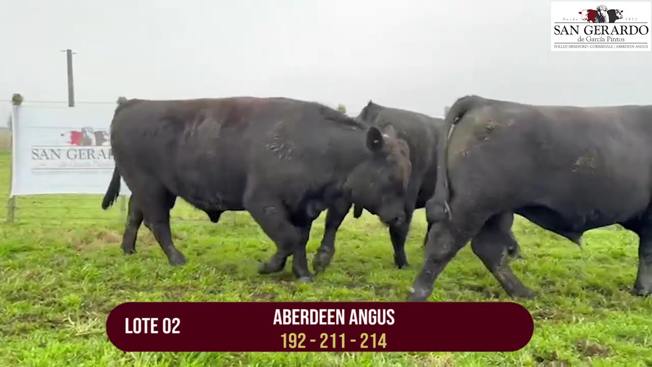 Venta de Toros Angus San Gerardo | Florida, 1 de Octubre en Reboledo. Lote 2