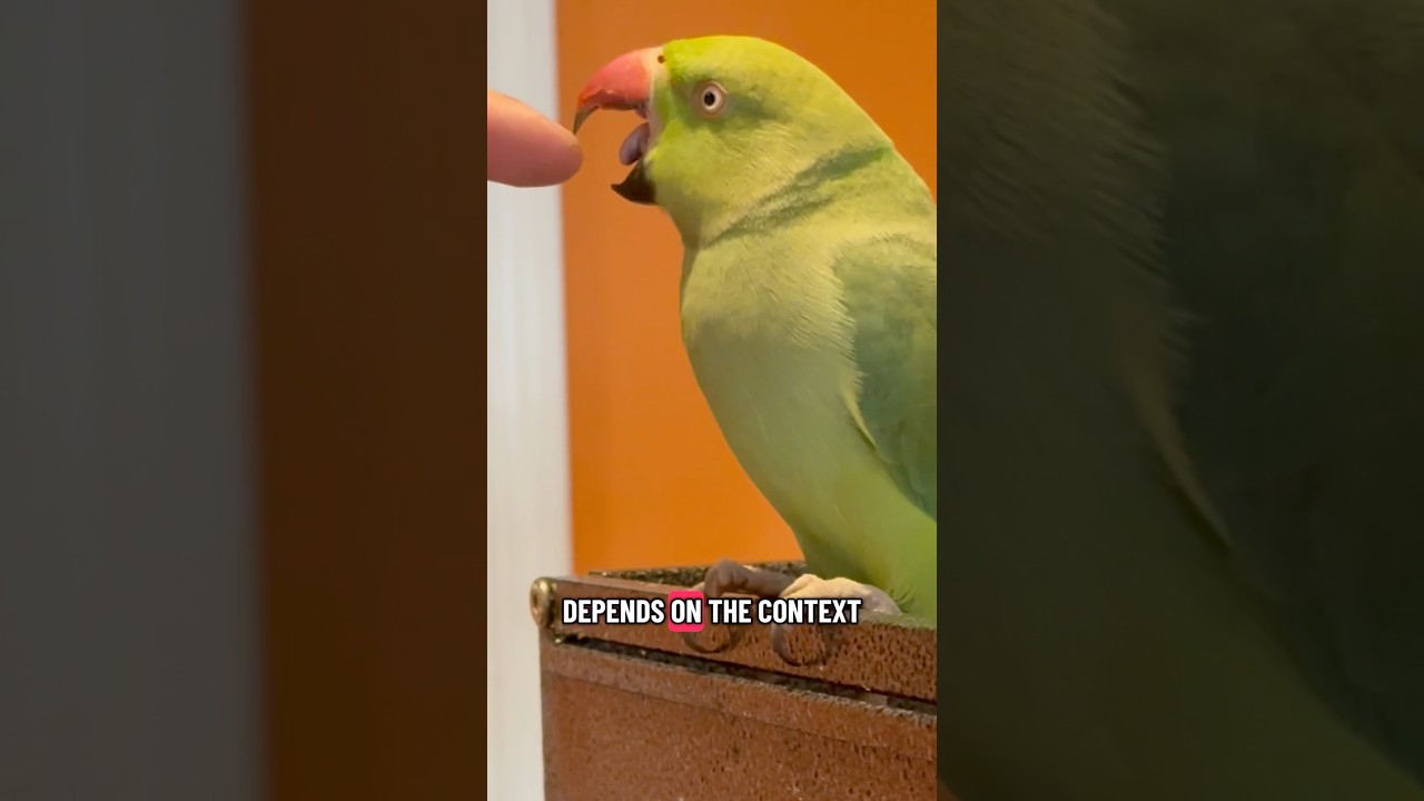 Training & taming your ringneck parrot #indianringneck #talkingparot #birds #petbirds #petbirdhelp