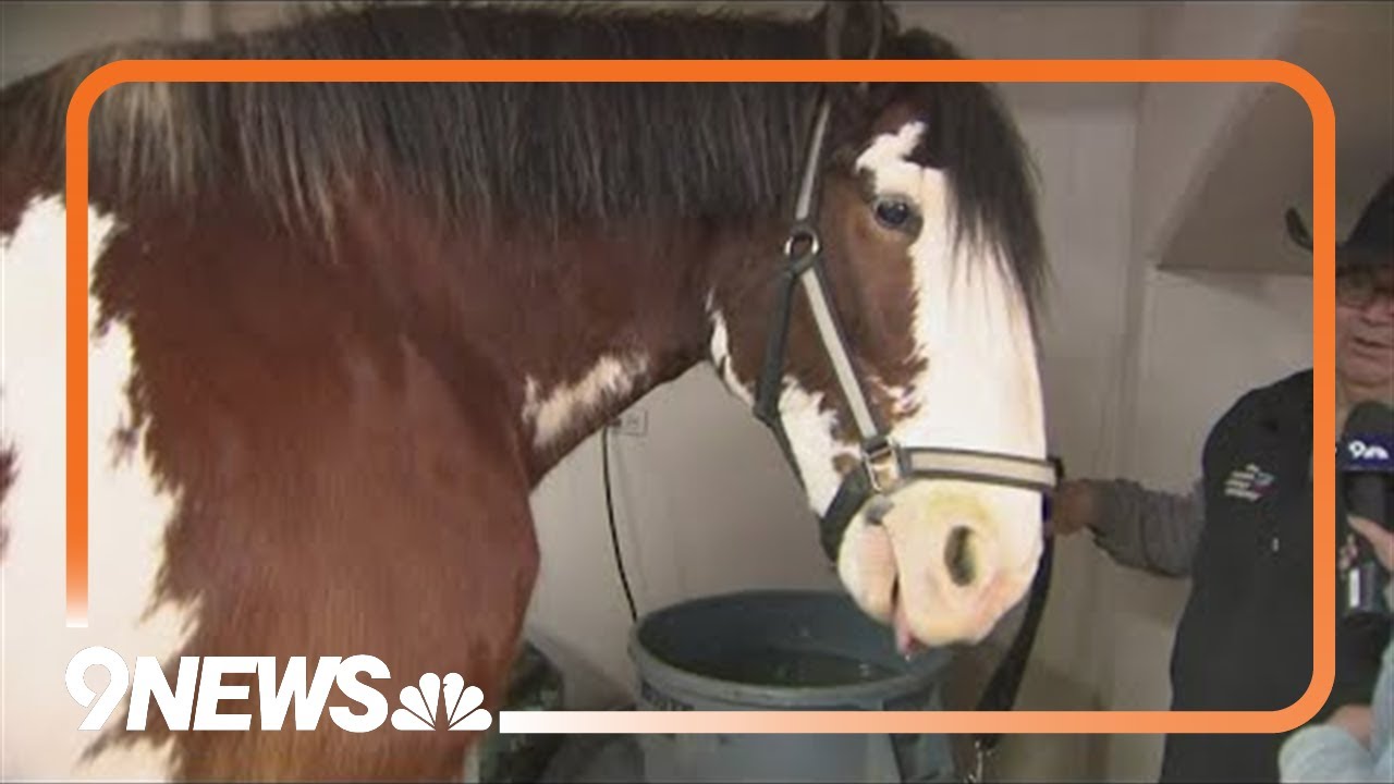 Meet the Clydesdale horses at the National Western Stock Show