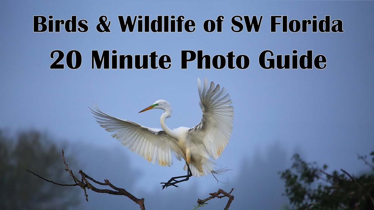 Birds & Wildlife of Southwest Florida - Twenty Minute Photo Guide