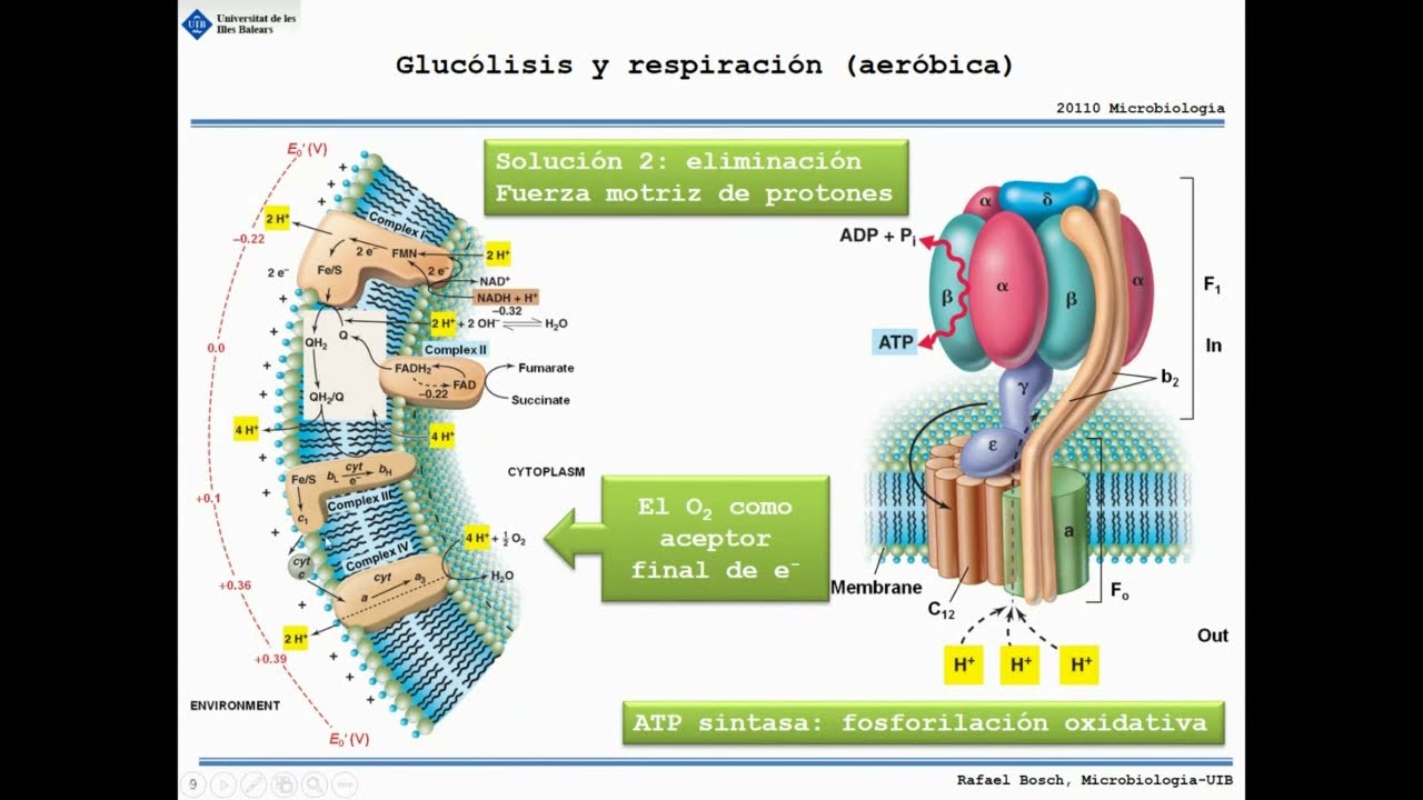 Metabolismo 02 2022 23