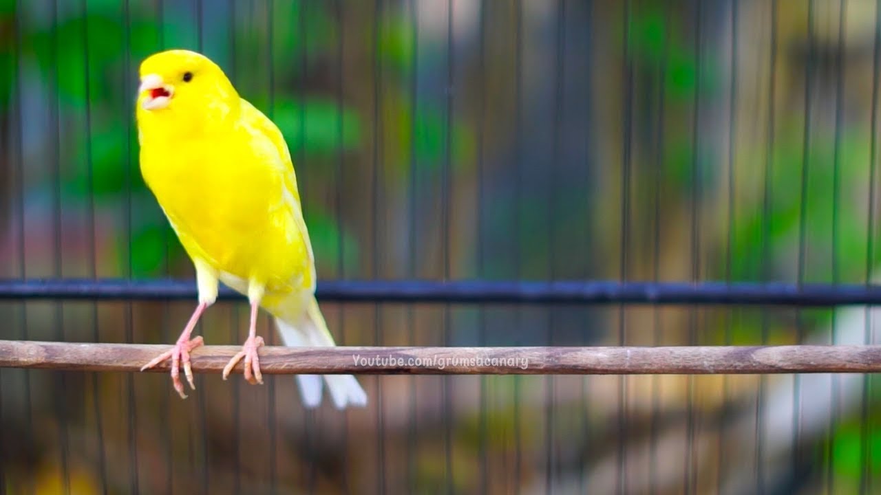 PANCINGAN Kenari GACOR PANJANG Cuit CUIT EMOSI ini AMPUH utk MASTERAN Kenari PAUD belajar BUNYI |343