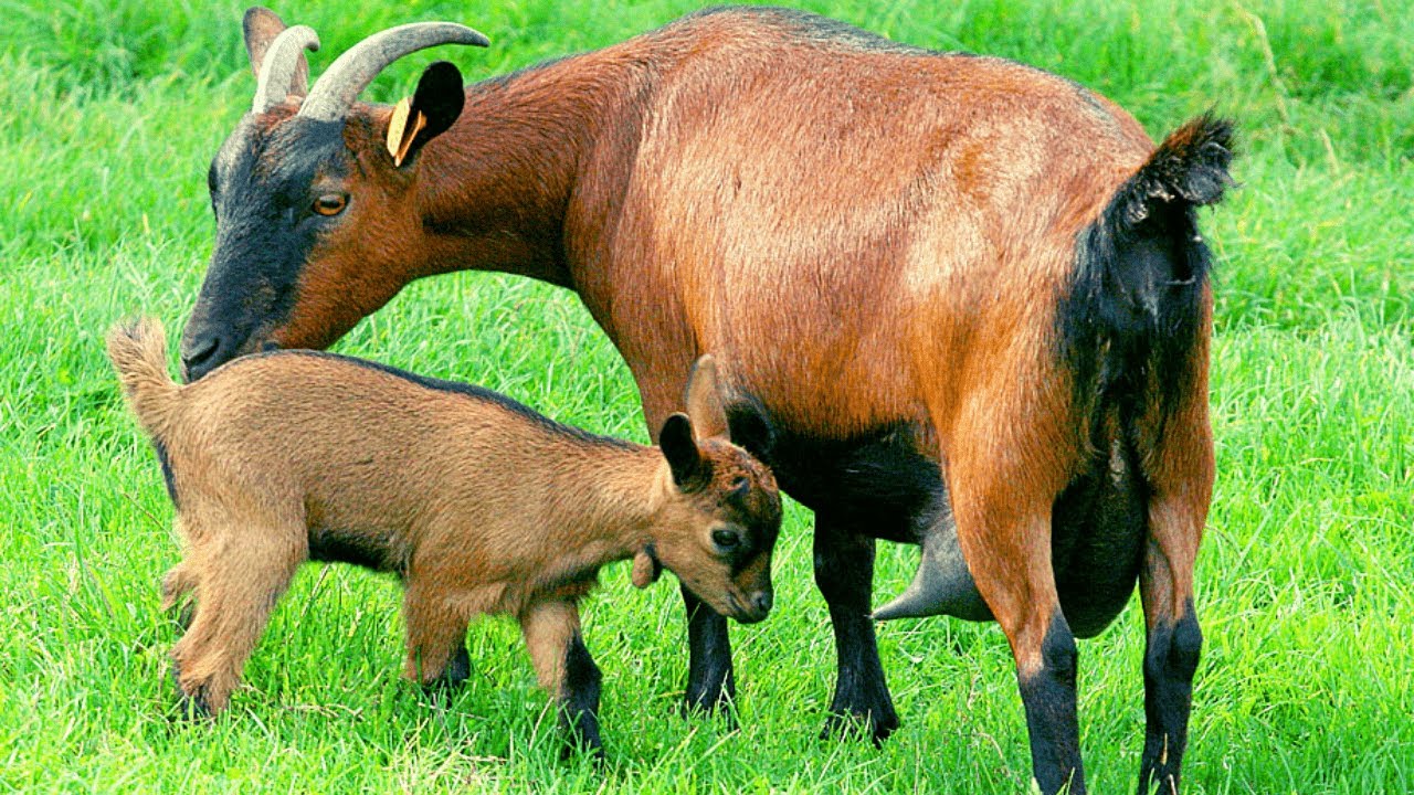 Som da Cabra - Cabra Berrando