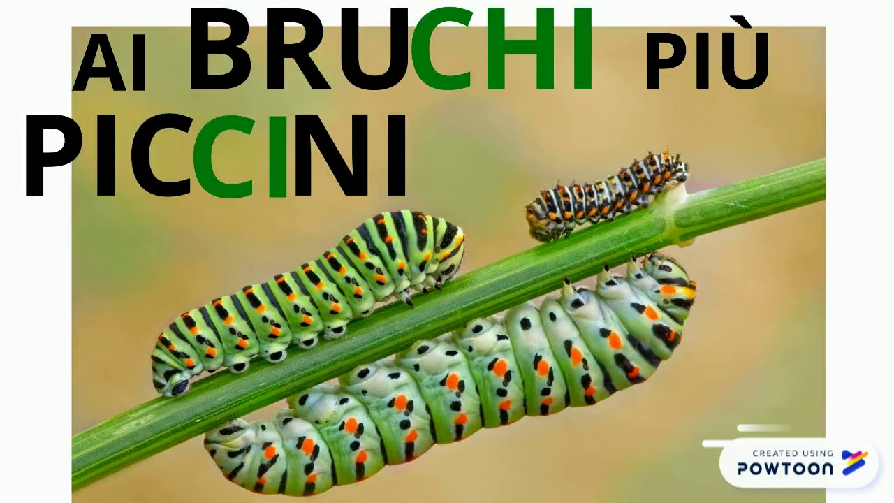 CA CO CU CI CE CHI CHE