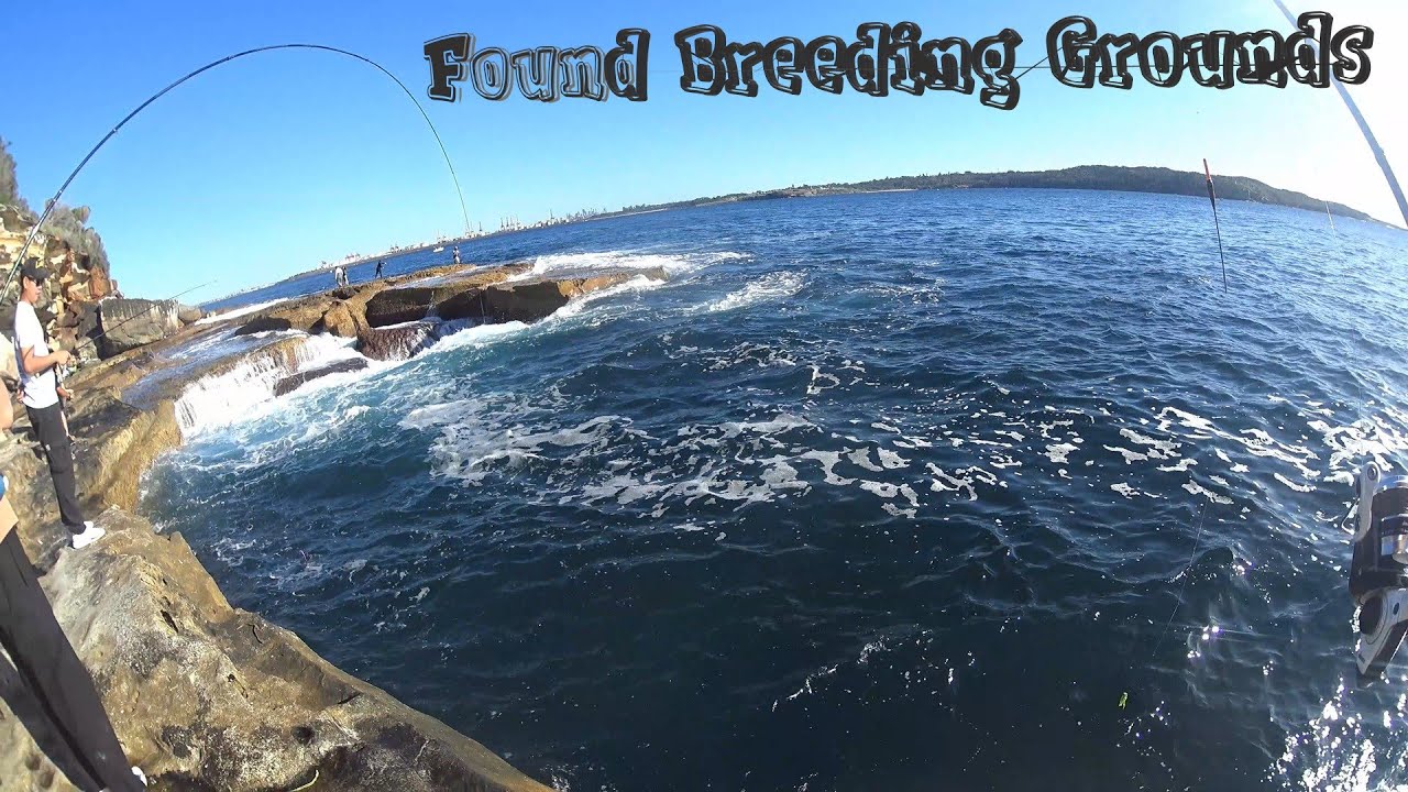 From Ocean Ledge to Estuary Jeti Targeting Luderick - Hardest Spot to Land this Fish