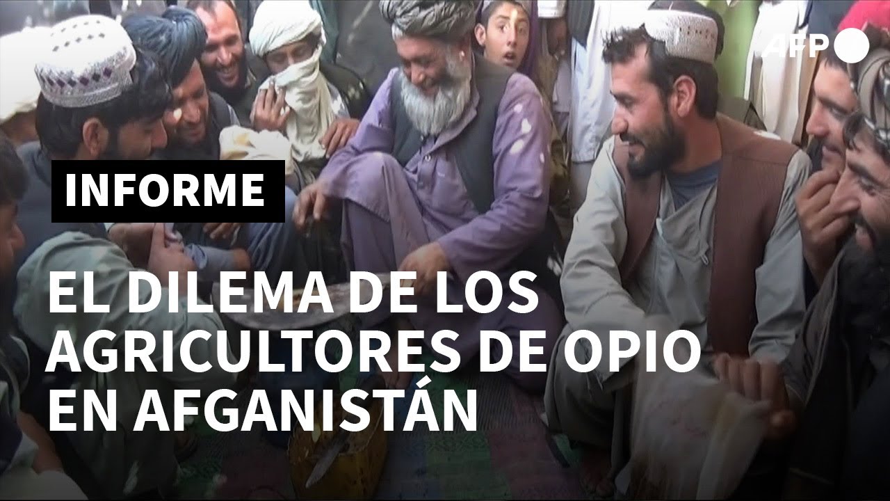 El precio del opio se dispara en Afganistán tras el retorno al poder de los talibanes | AFP