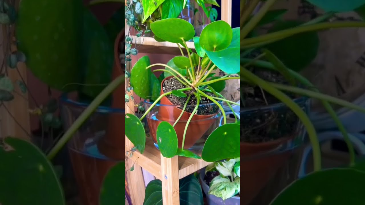 Exact water pouring #beautiful #plants #soillove #soilpot #plantlover #soilgrown #soiltypes #farming