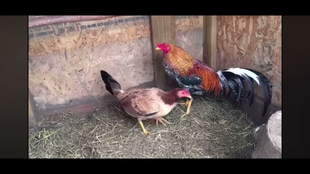 Fabio Abreu Que pasa si un gallo recomendado no la los resultados