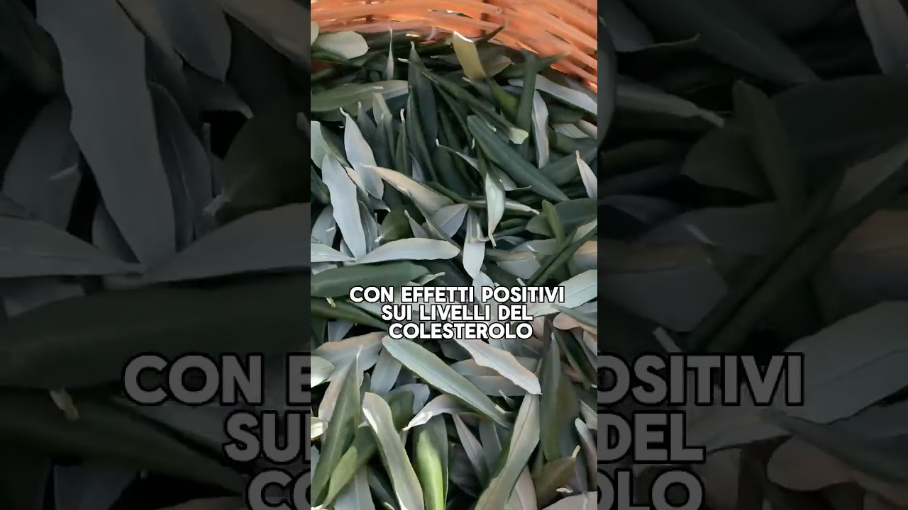 Foglie di olivo, i benefici e l&rsquo;infuso