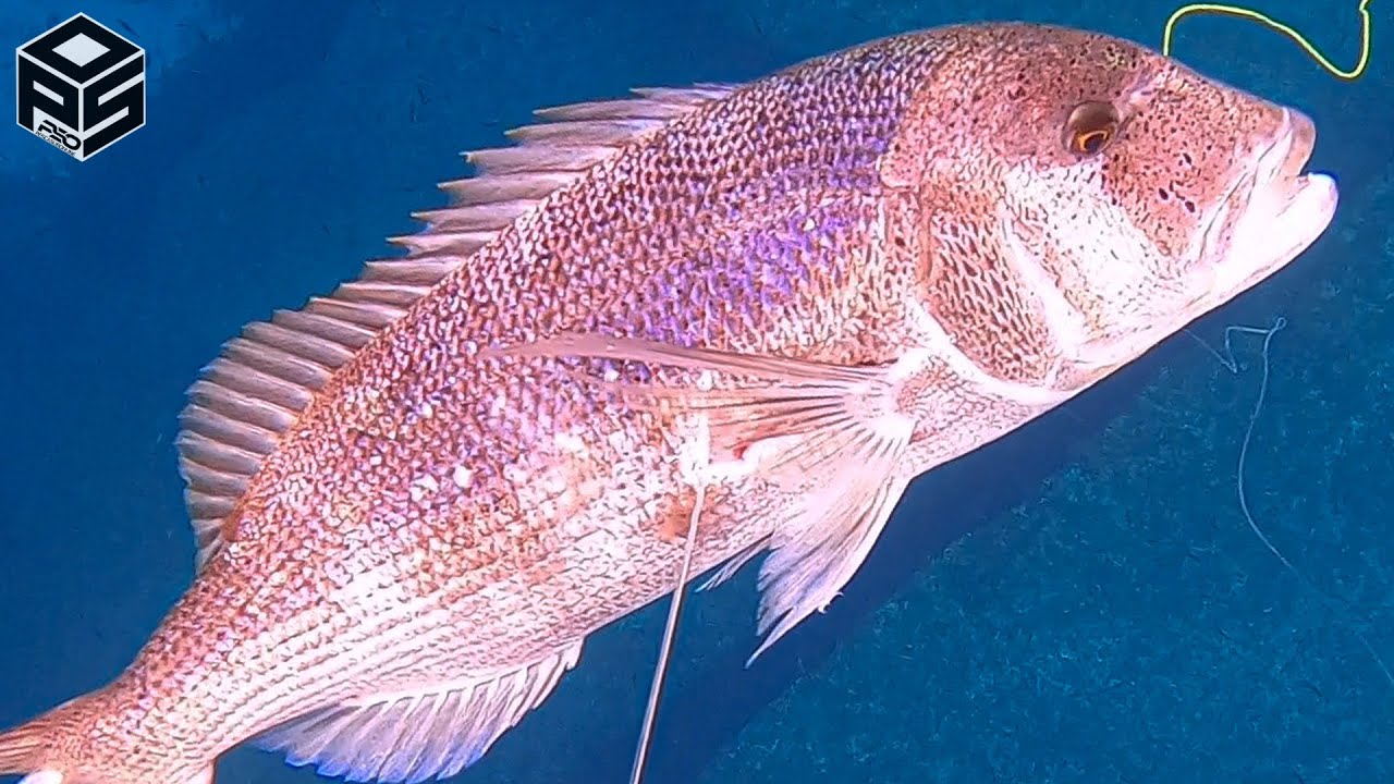 PESCASUB Dentice e pesci con Vermocane Pesca subacquea nel sottocosta SPEARFISHING Dentex 2023