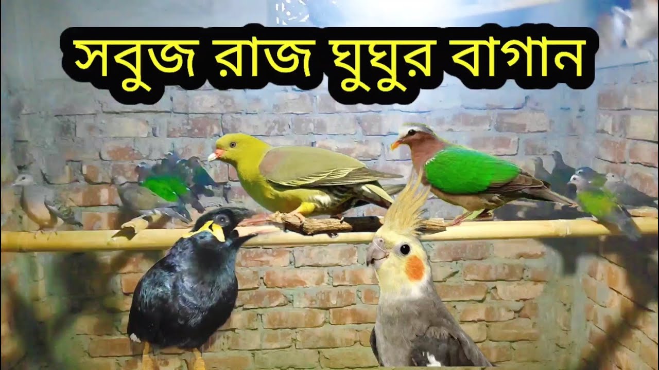 বিক্রি হবে সবুজ রাজ ঘুঘু, হরিয়াল ঘুঘু, কথা বলা ময়না পাখি ও ককাটেল পাখি। পাখির খামার।