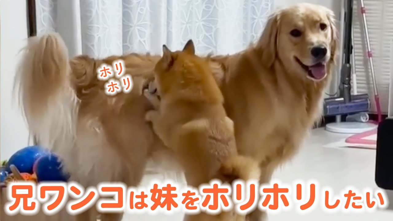 柴犬うにくんに、モフモフで大きな妹ができたよ！｜PECO【ナレーション有】
