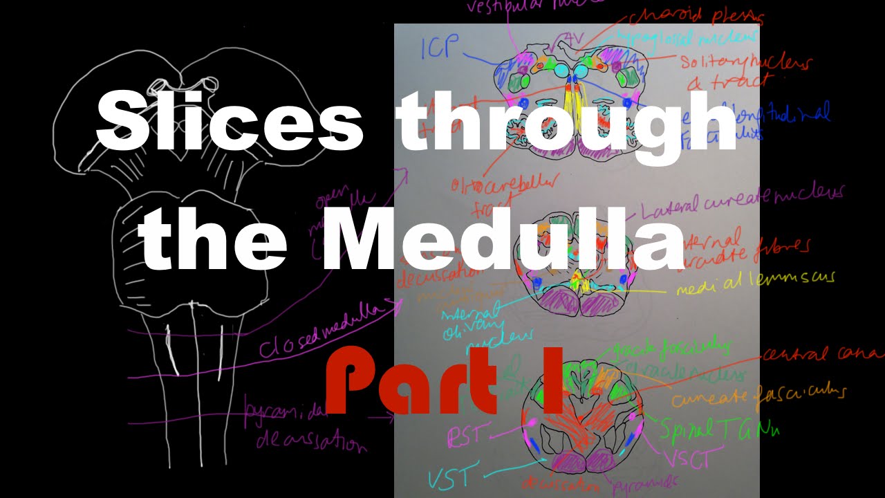 Brain stem Anatomy #2: Slices through the medulla - Part 1
