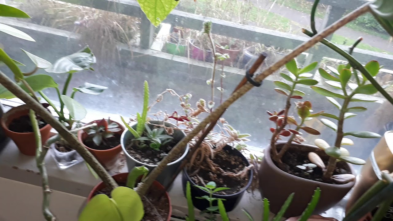 MY 100+ PLANT COLLECTION TOUR 2019! ROOM TOUR! PLANT HAUL! New Stuff (DIY) New Plants? PLANTS 2019