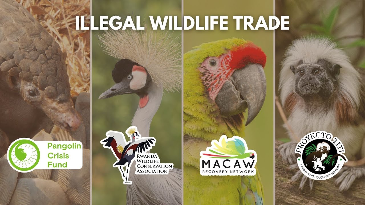 Combating the Illegal Wildlife Trade | Wildlife Conservation Expo