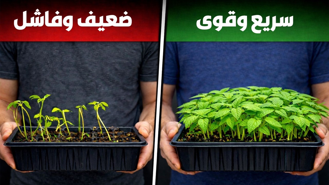 جميع البذور سوف تنبت بسرعة الصاروخ مهما كانت صعبة👈الانبات من اول مرة