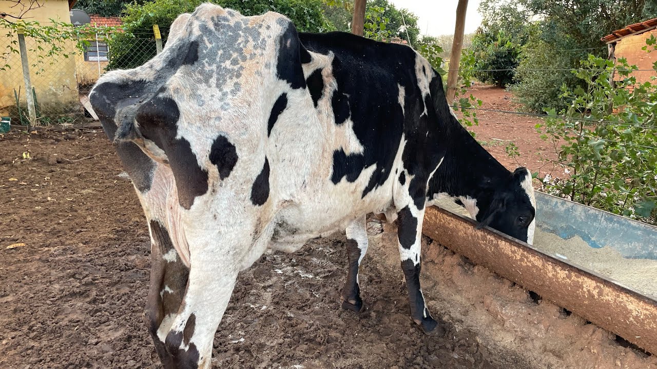 CHEGARAM MAIS VACAS DE DESCARTE PARA O CONFINAMENTO- EVOLUÇÃO DAS VACAS NO CONFINAMENTO