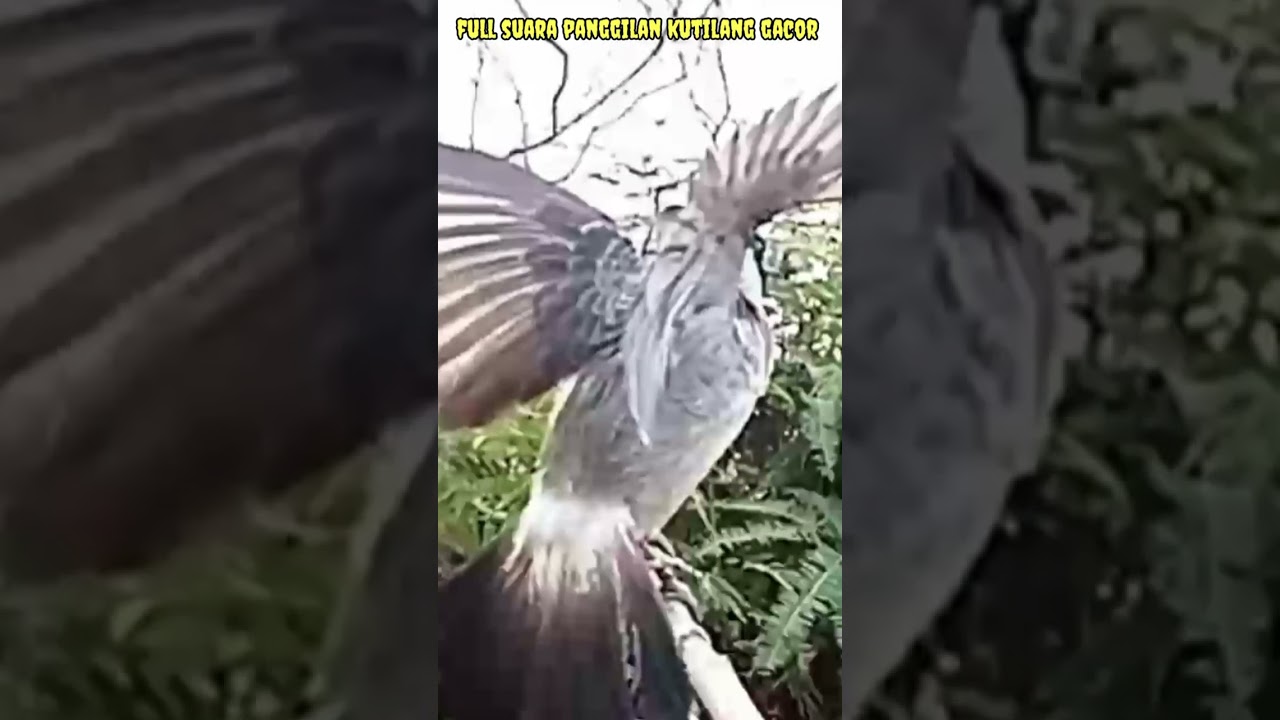 Full suara pancingan kutilang gacor