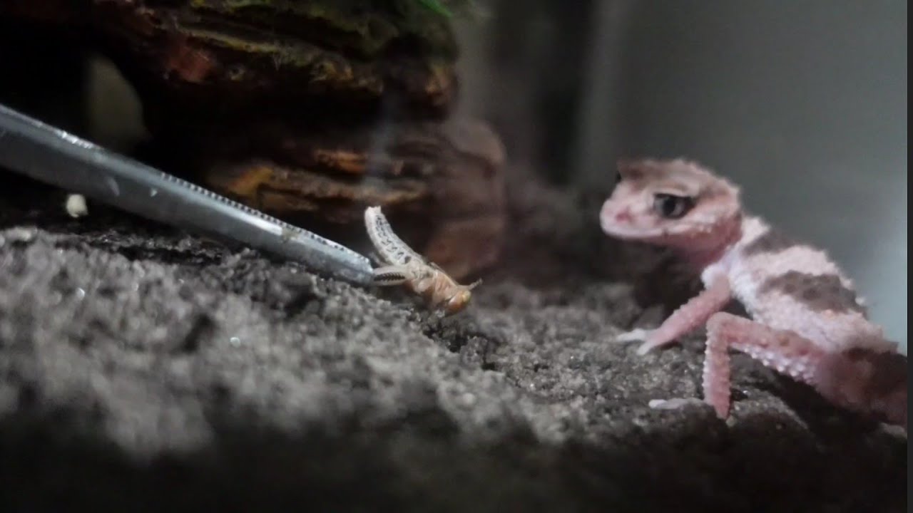 Complete Knobtail Gecko Diet. Nephrurus Wheeleri Cinctus