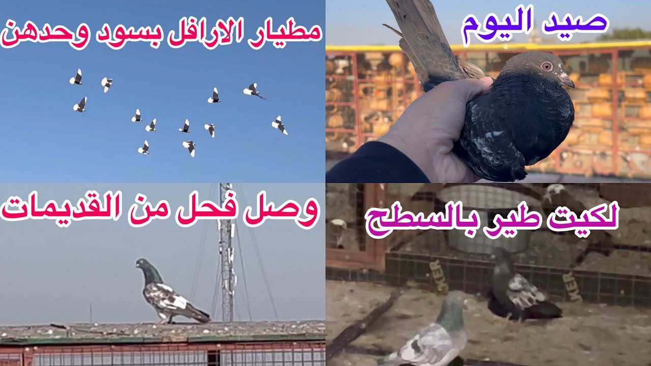 جماعة الحمر محتاجكم بسؤال❤️ صيد اليوم 2🥰 وصل فحل من القديمات😍اليوم الفديوا مال يومين 😘