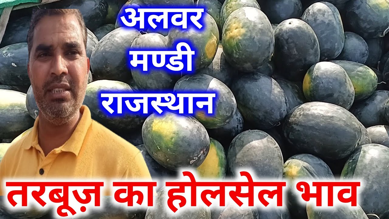 Muskmelon farming in India/ Vegetable wholesale Market in Rajasthan/ watermelon rate today Alwar