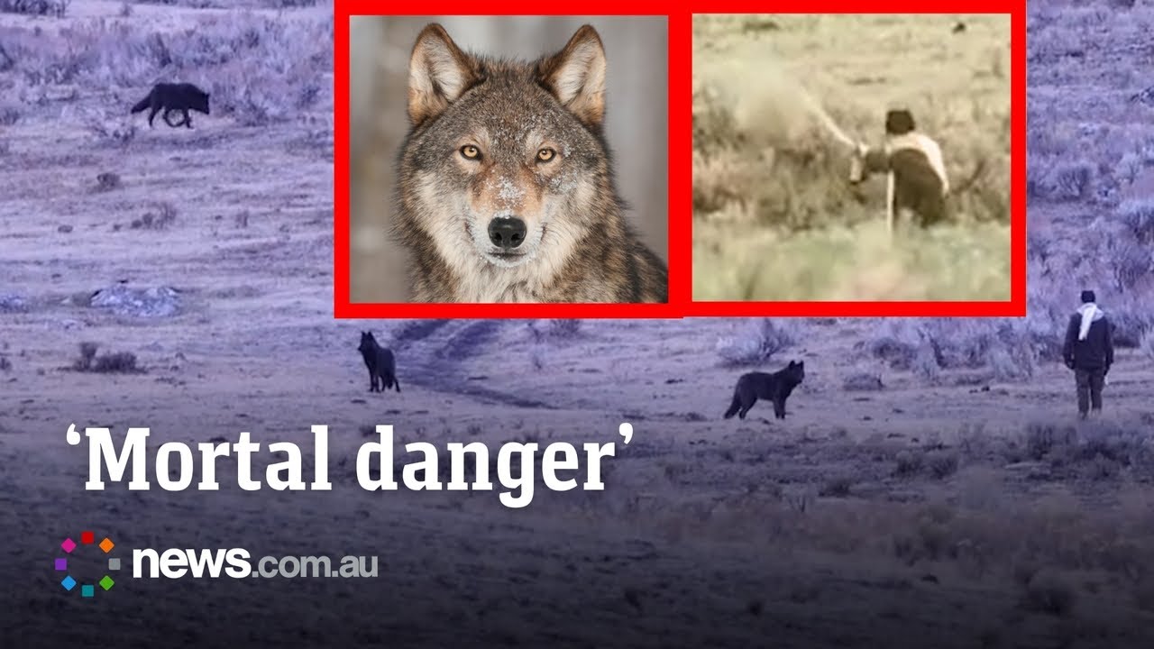 Tourist dares death by approaching pack of wild wolves
