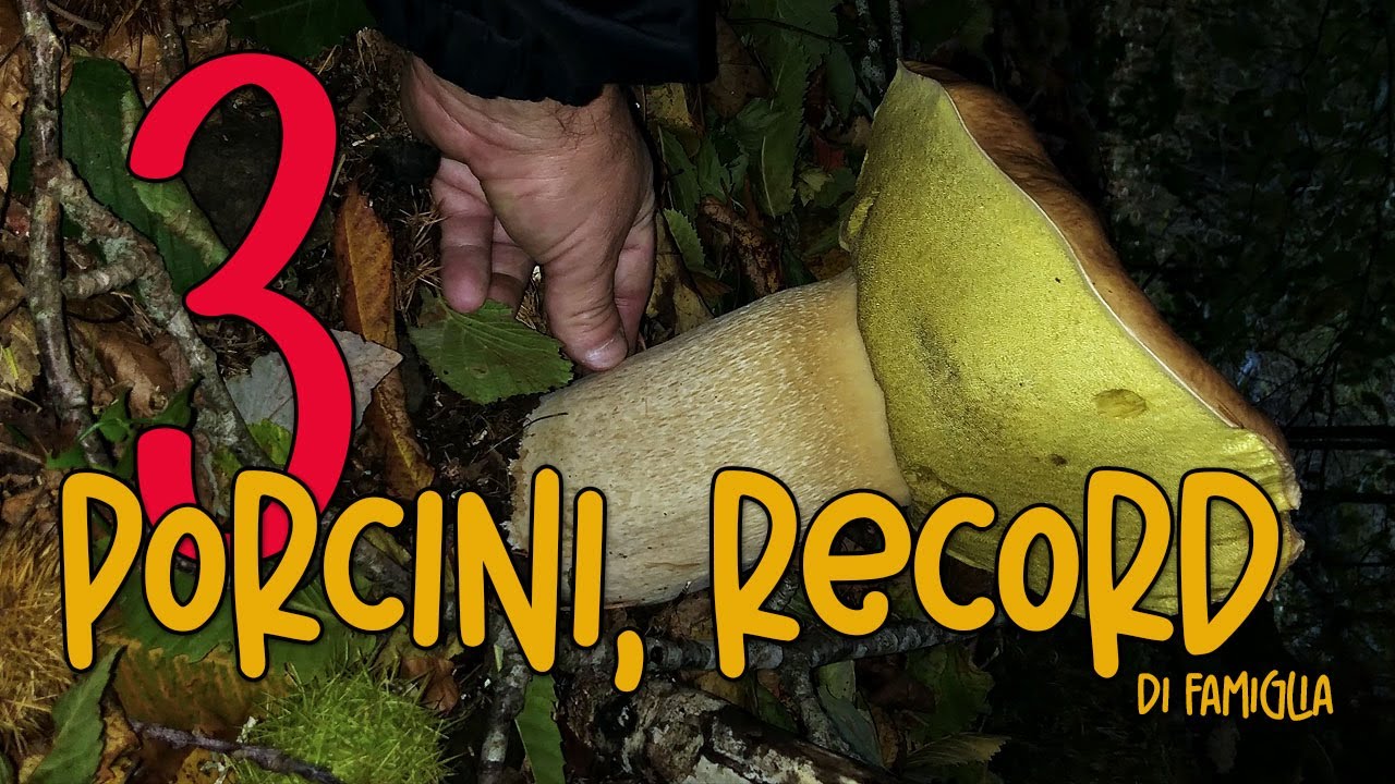 Porcini Giganti. I 3 funghi più grandi, nell'archivio di famiglia