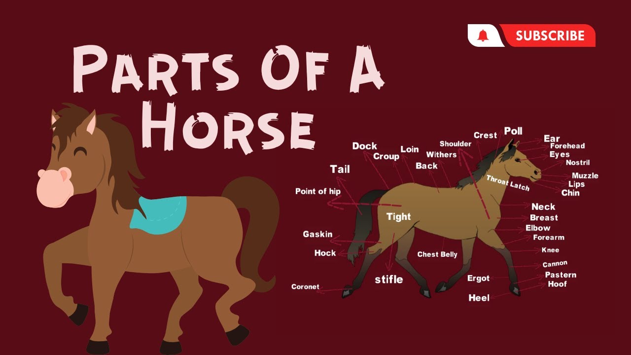 Useful Horse Anatomy with Pictures | Parts of a Horse In English Vocabulary