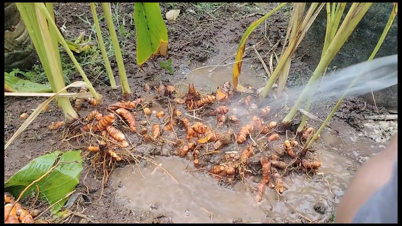 Harvest tayo ng luyang dilaw na pweding gawing herbal tea