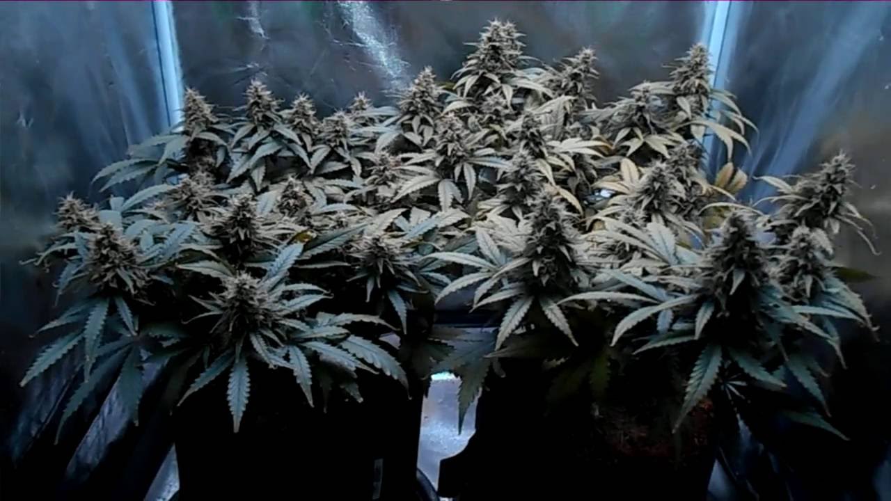 db003's - girl scout cookies auto -fast buds comp - coco - mars II 700 video update #8
