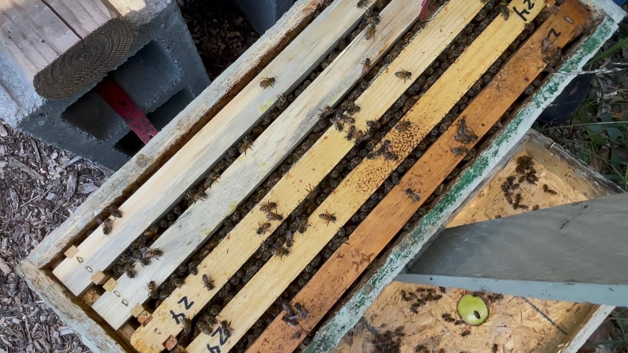 Late Season Swarm Catches. Are They Worth It?