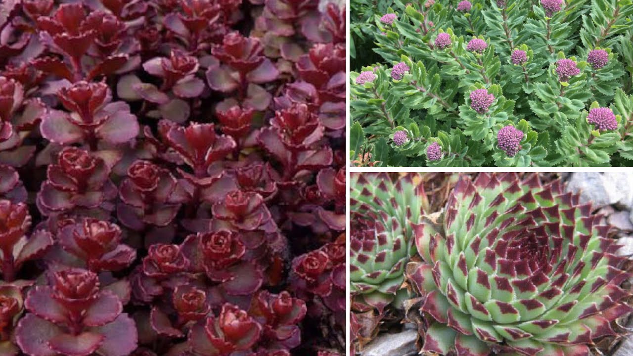 Le 7 Piante Grasse Resistenti all'Inverno Che in Pochi Conoscono | Segreti delle Piante Succulente