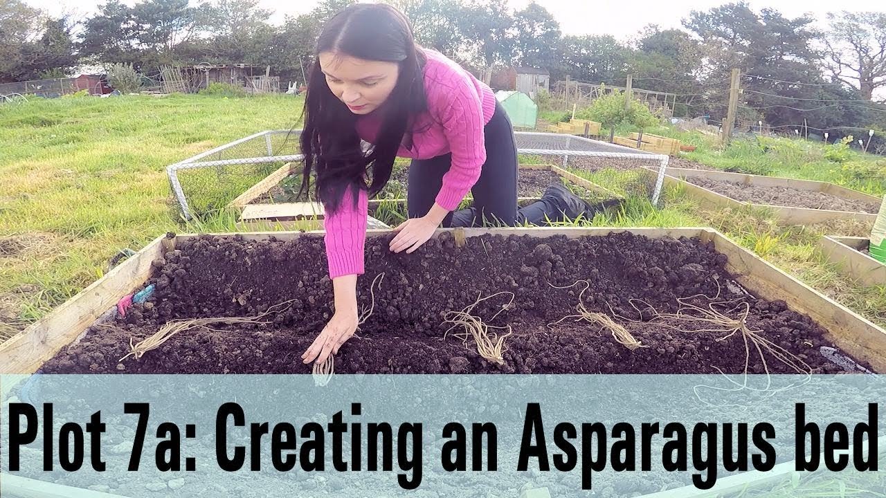 Plot 7a Allotment - Creating and planting an Asparagus bed with bare root crowns