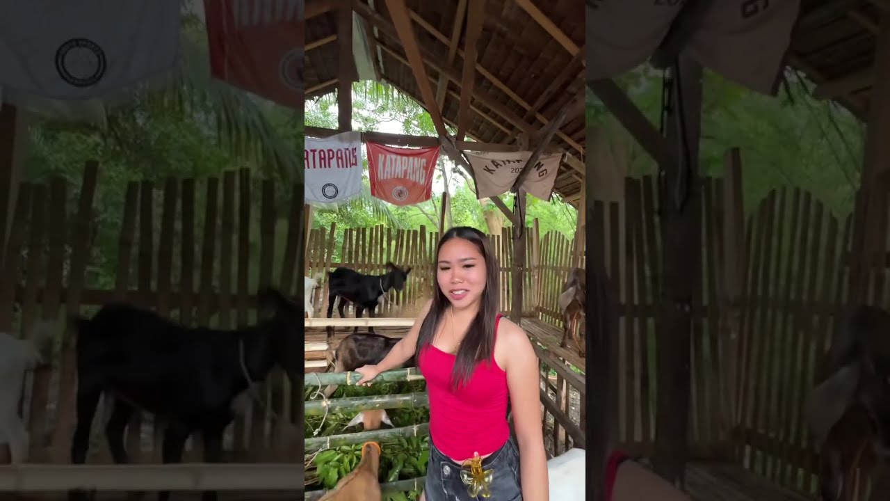 ang daming kambing ni kuya boytapang 