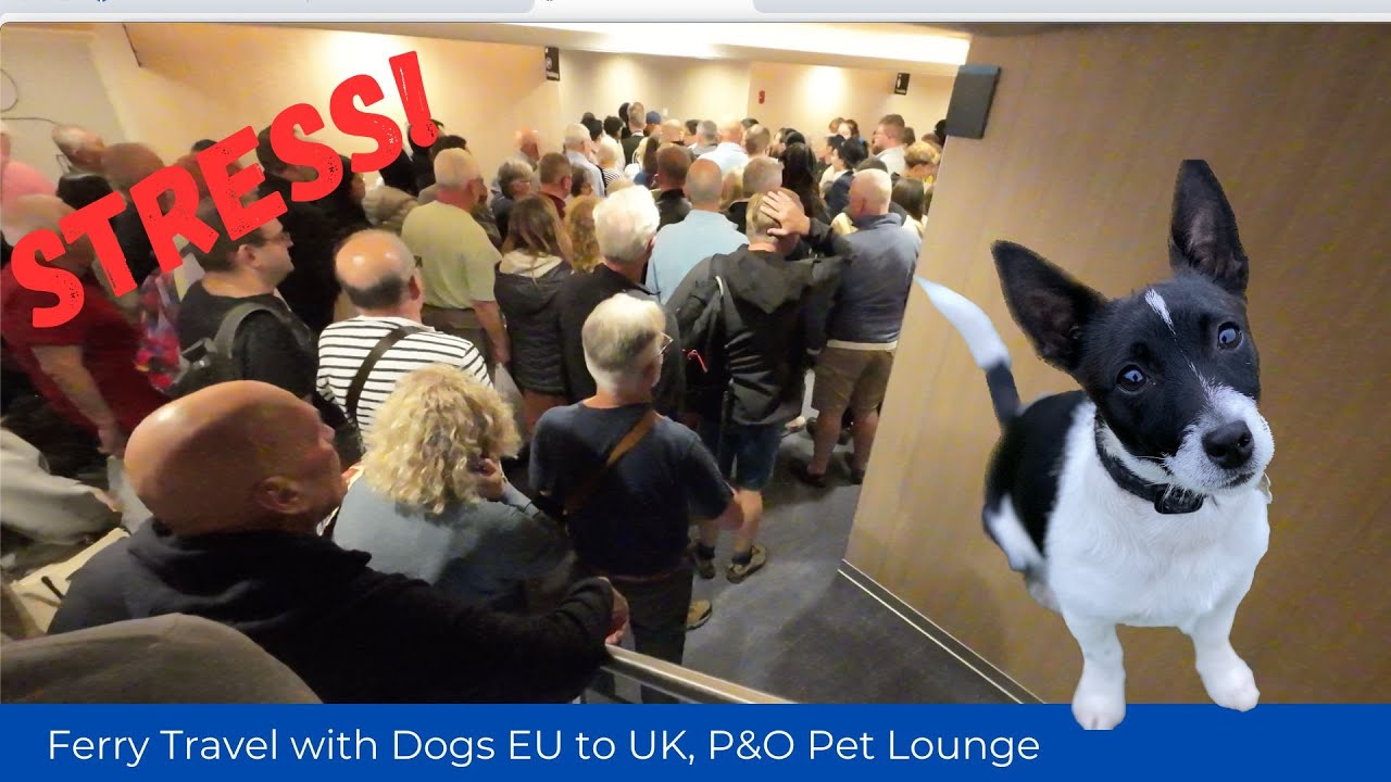 Перевозка домашних животных на пароме из ЕС в Великобританию с P&O Ferries Pet Lounge