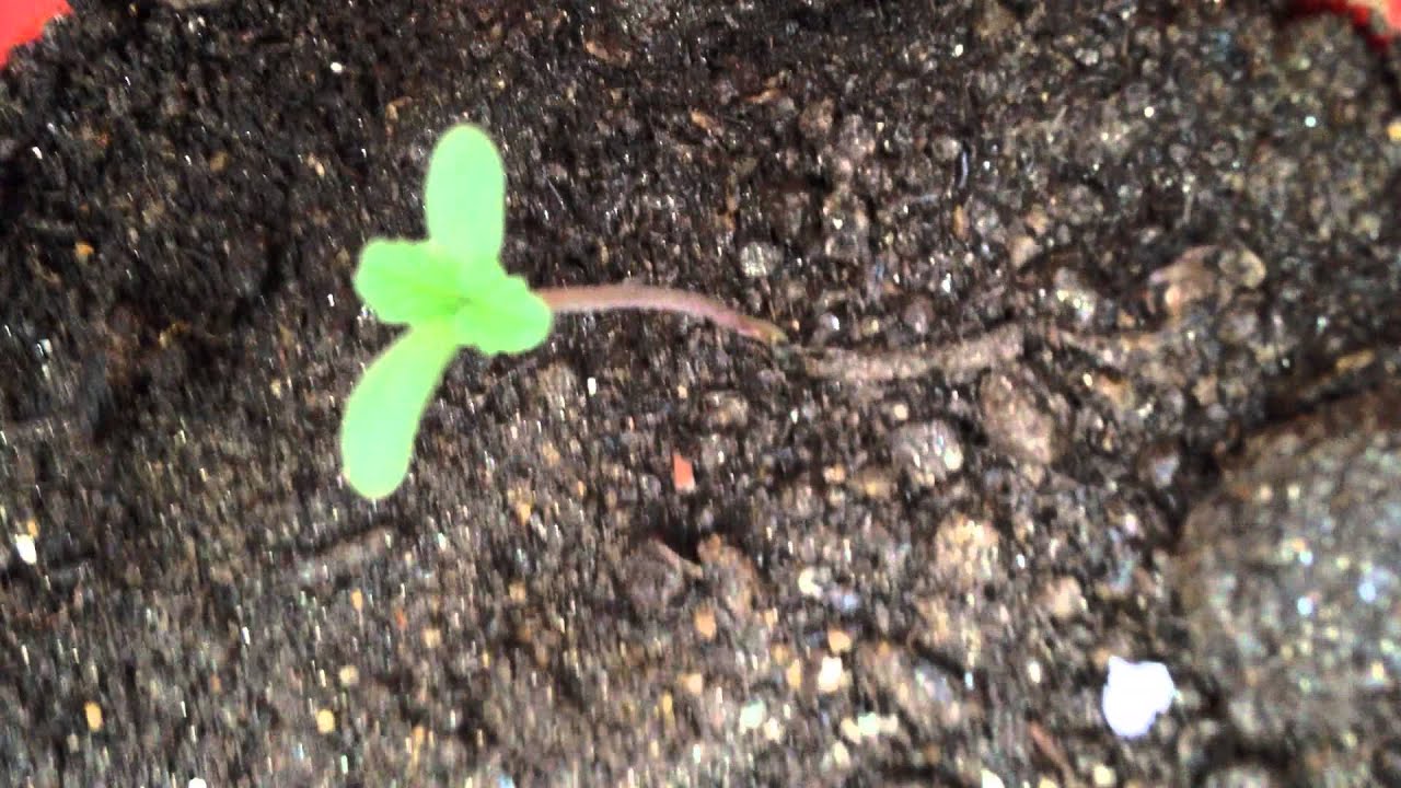 Weed plant with purple stem