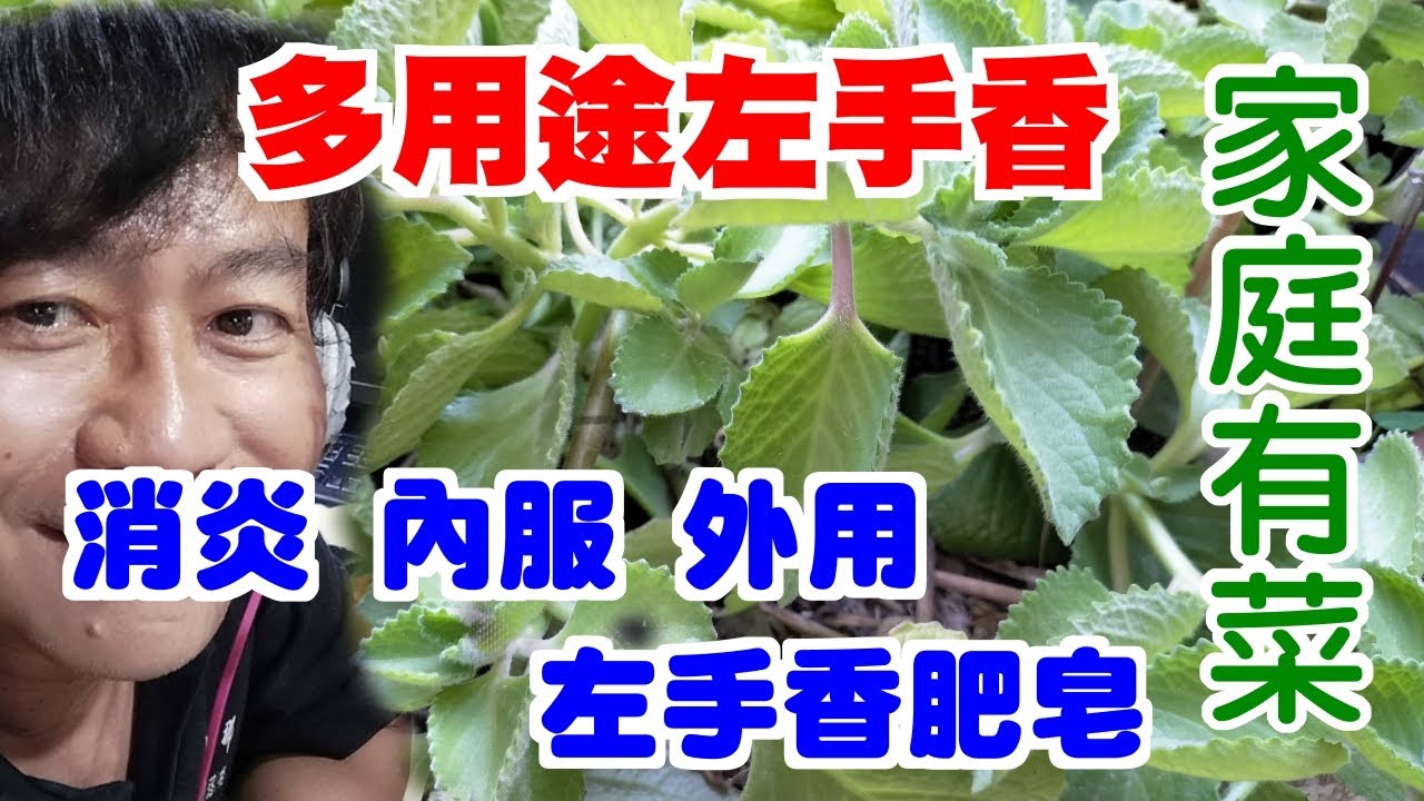 【家庭有菜】左手香的多種用途