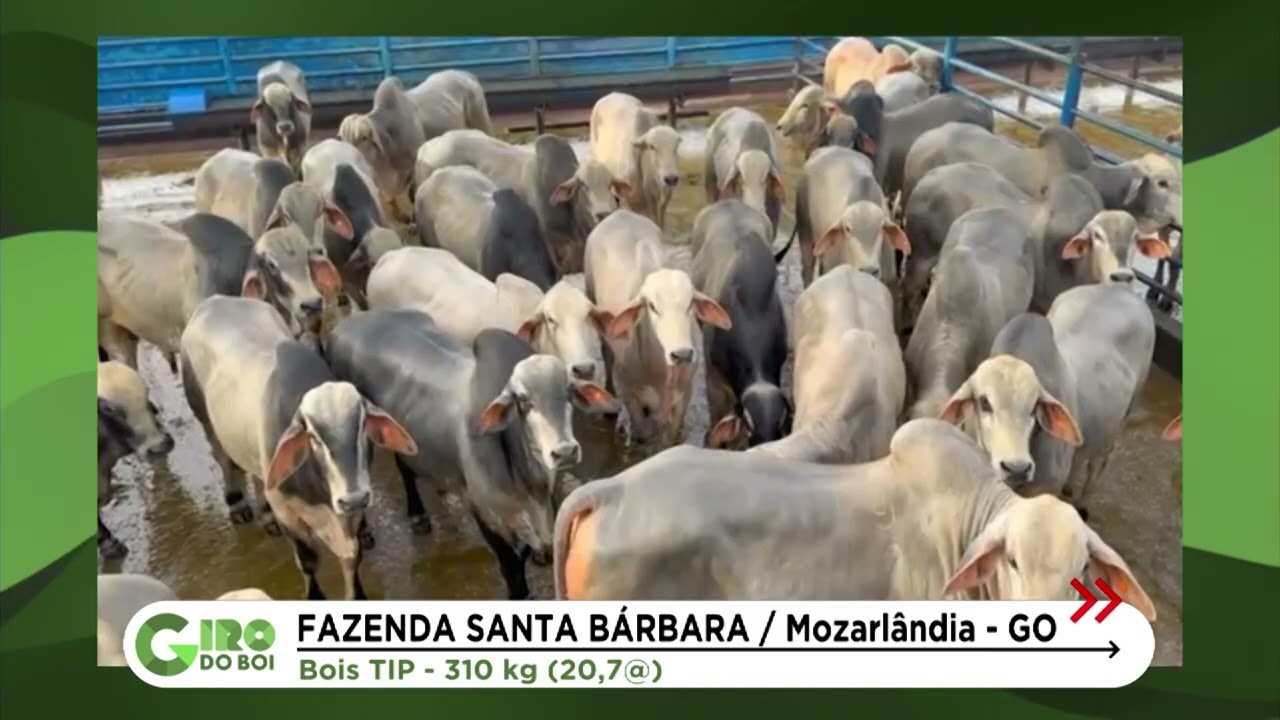 BOIADA TABAPUÃ NA TIP PASSA DE 20 ARROBAS EM MOZARLÂNDIA (GO)