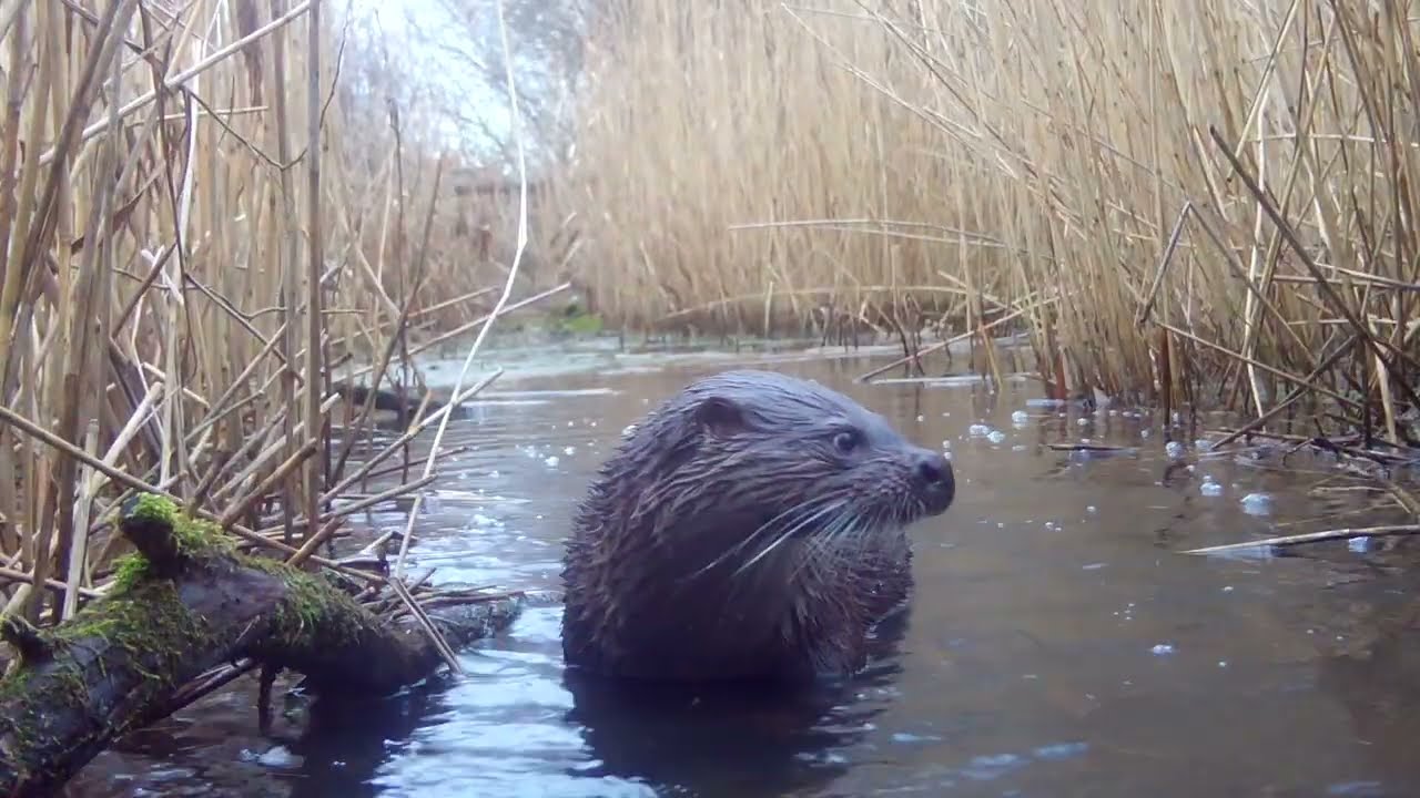 Otter cub on the naughty step
