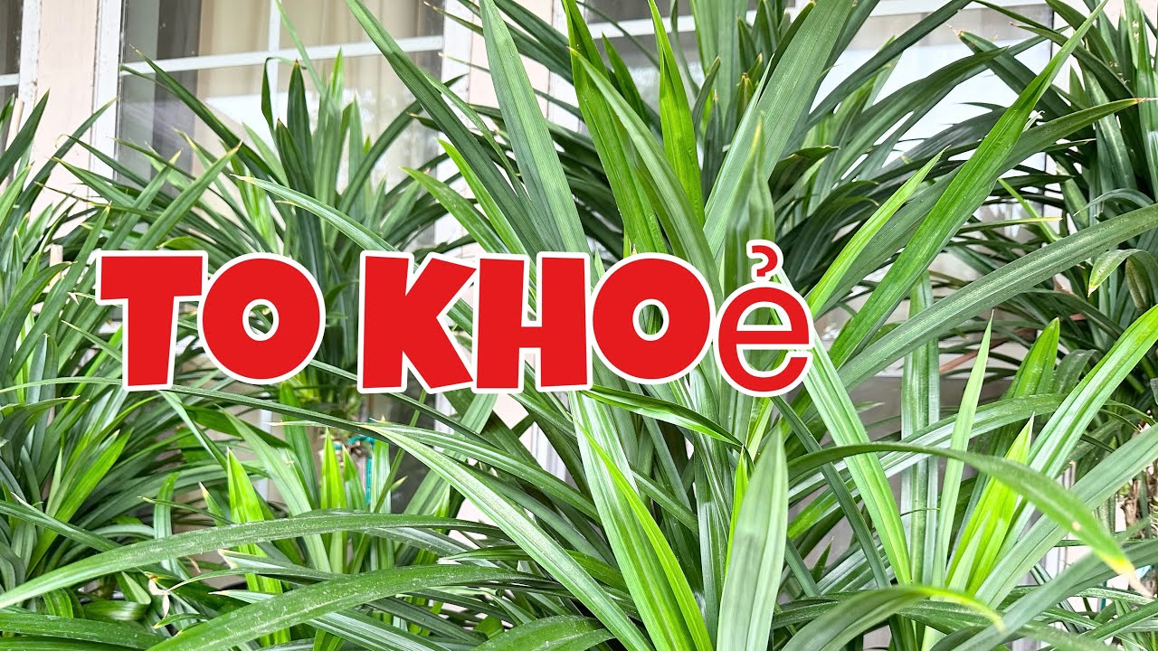 Trồng cây lá dứa con dễ sống rễ mọc nhiều lại mau phát triển | how to grow pandan plant from cutting