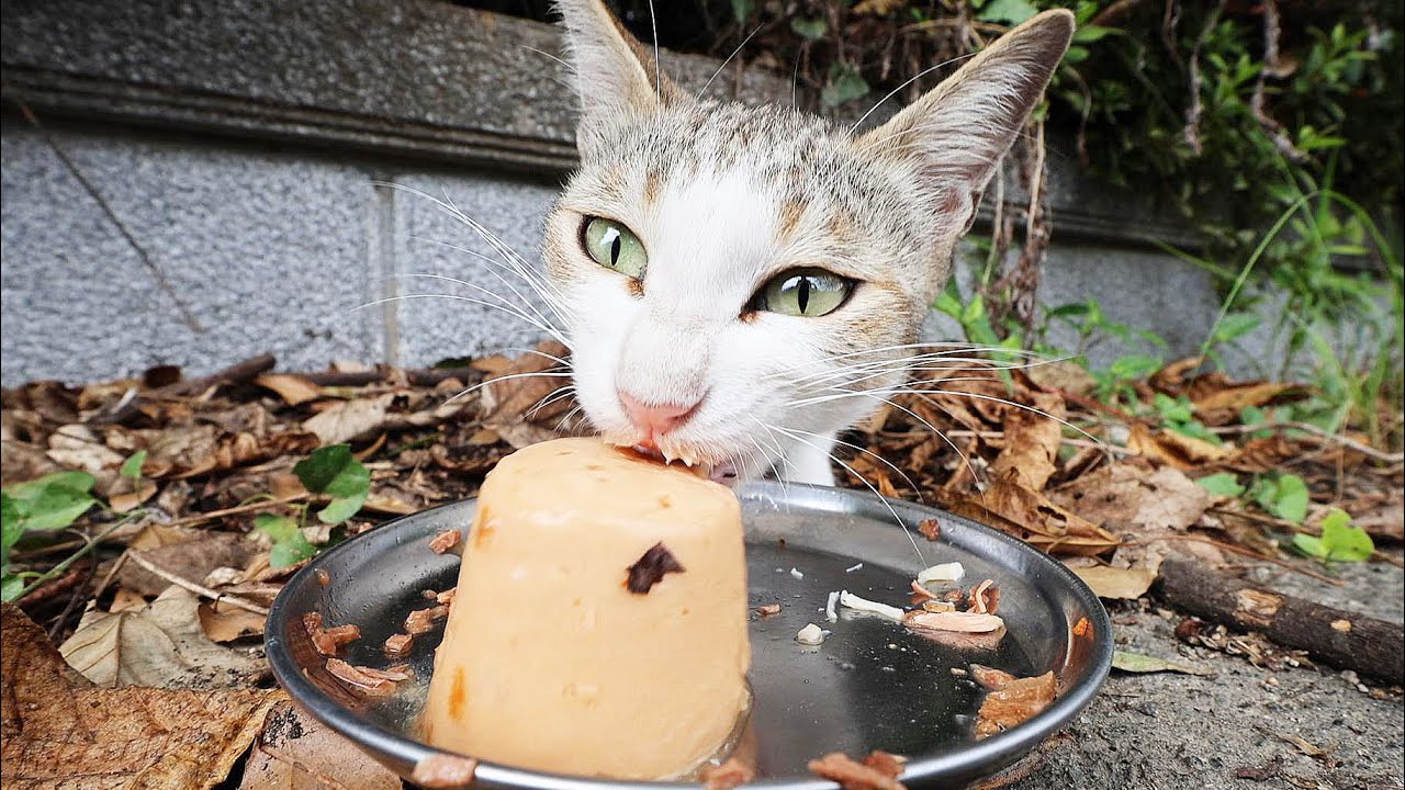 ガリガリで空腹な猫にご飯をあげると・・・