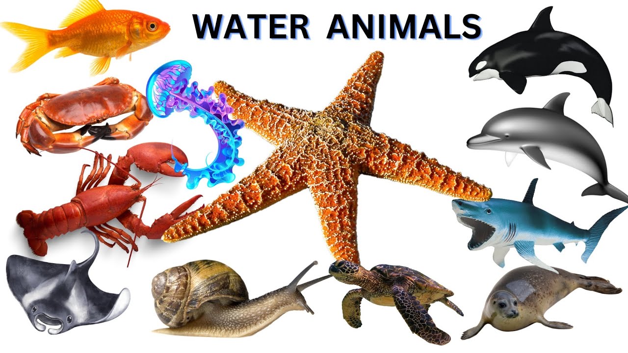Water Animals || জলজ প্রাণীর নাম ইংরেজি ও বাংলায় || Water Animal Names || English to Bengali