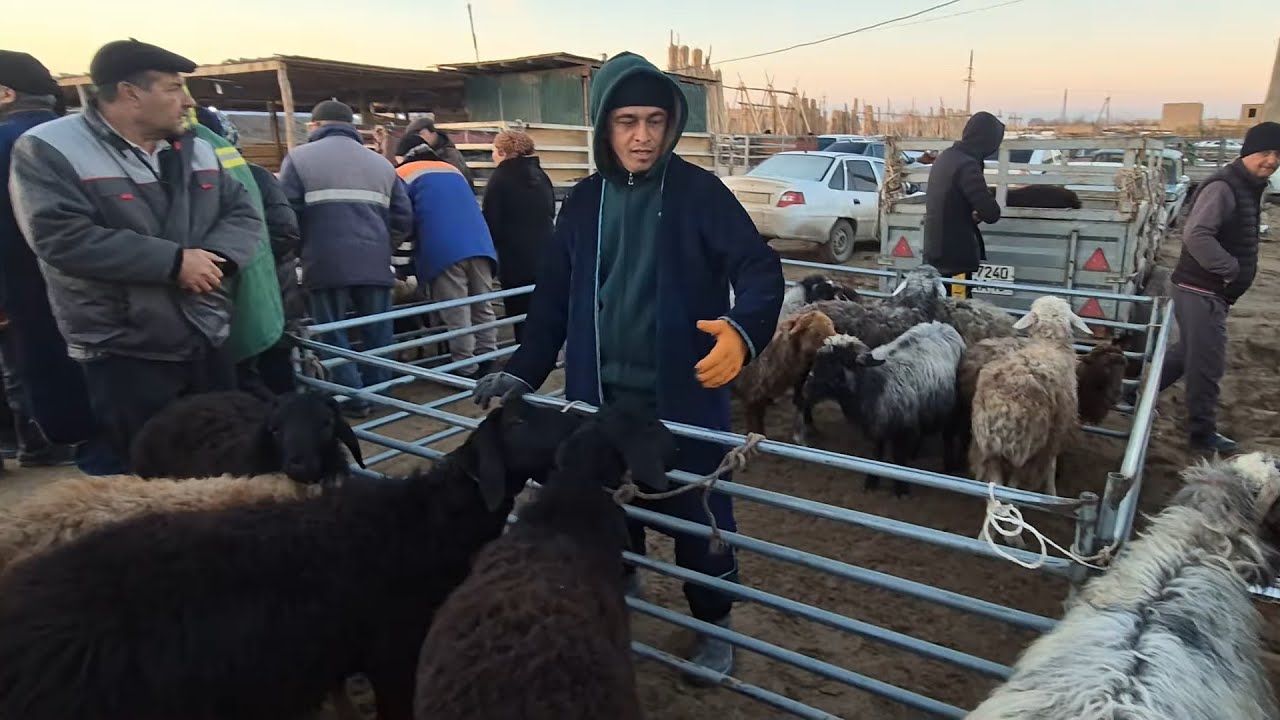 BERUNIY QÒY BOZOR NARXLARI 