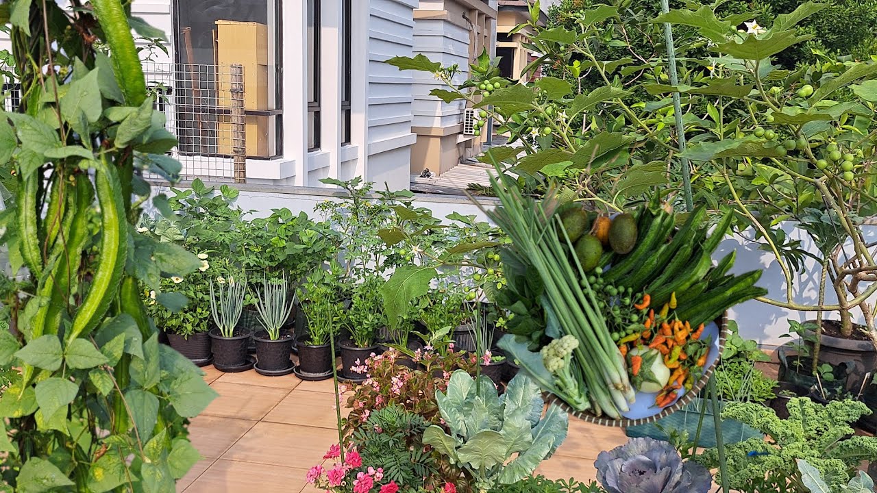 Panen lagi sayuran segar, tanam daun bawang besar, berkebun untuk kebutuhan sehari-hari 