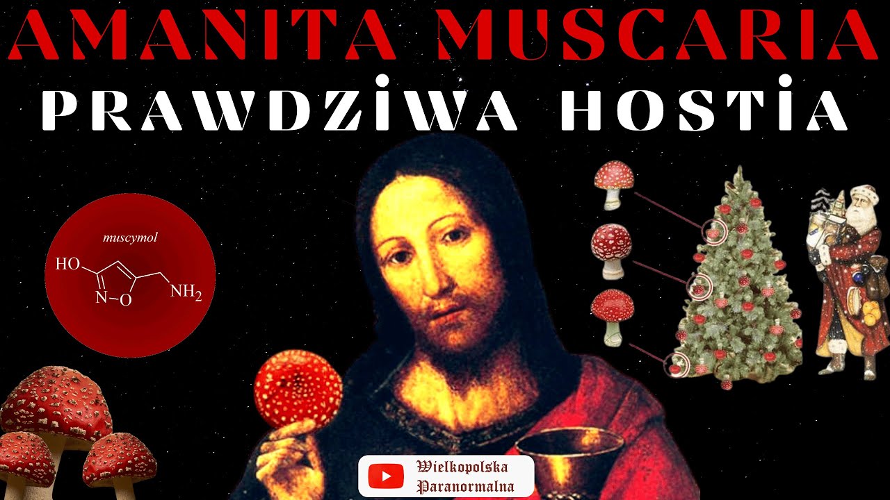 AMANITA MUSCARIA  - Prawdziwa Hostia
