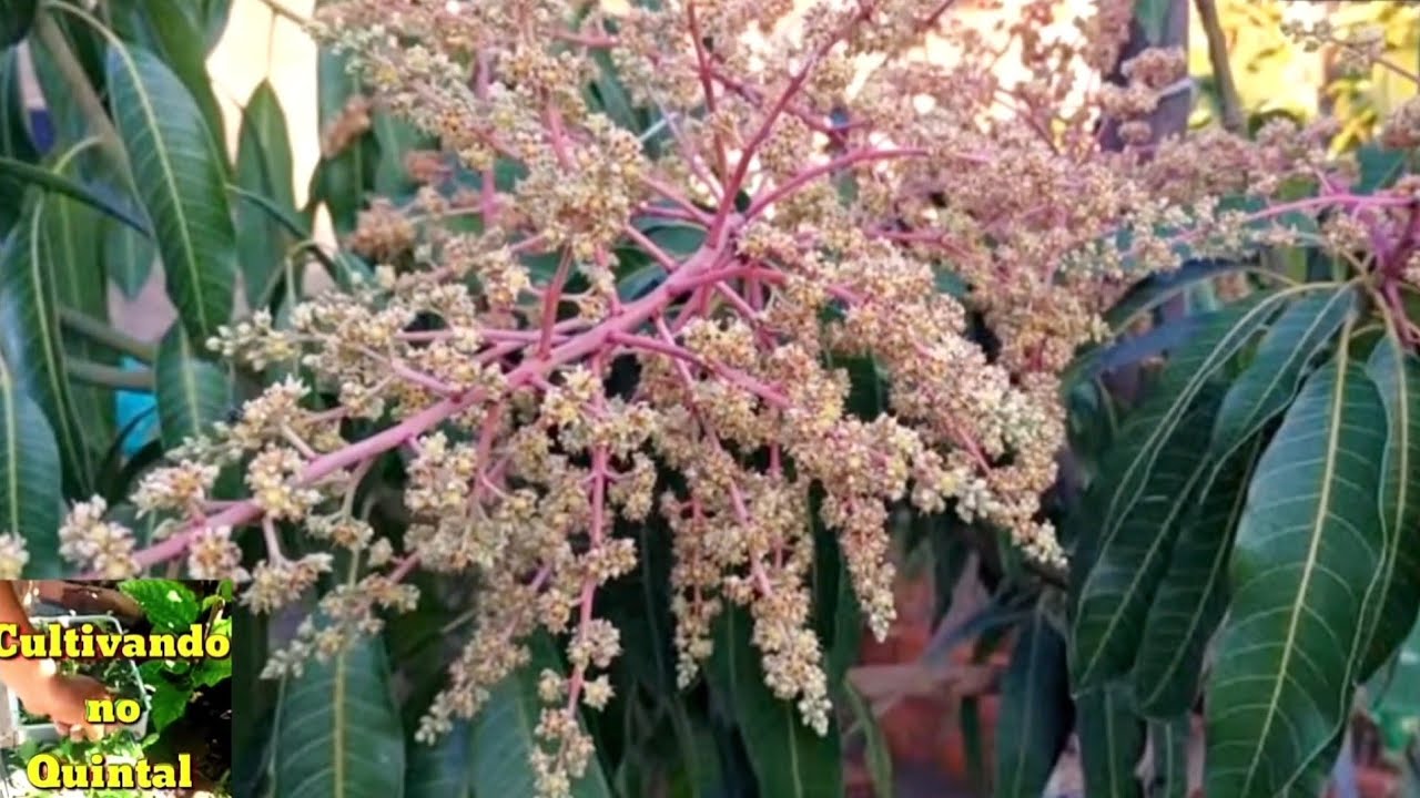 As Flores da minha Mangueira cai apodrece e não vinga os frutos